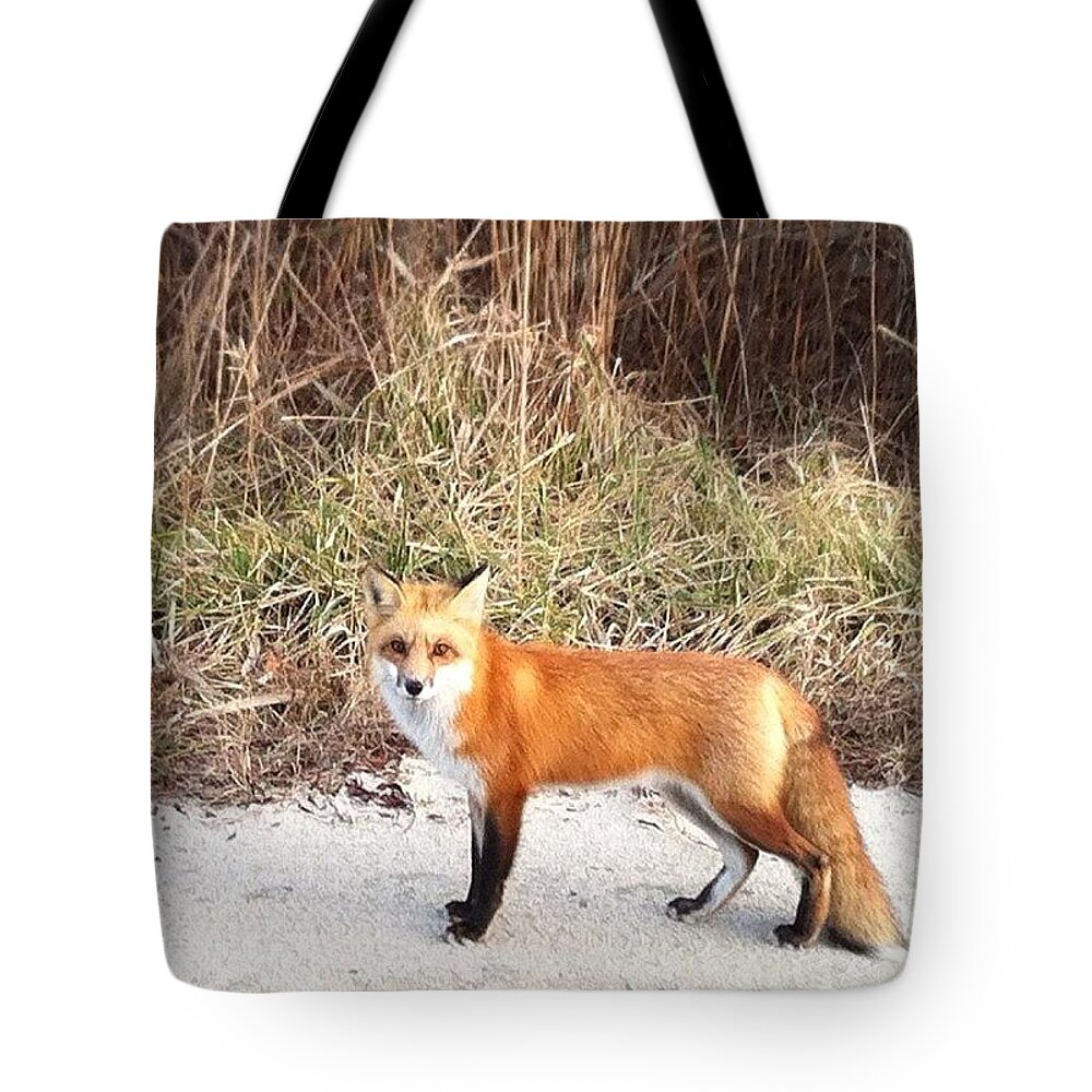 Nofilter Tote Bag featuring the photograph Look Who We Just Met by Katie Cupcakes