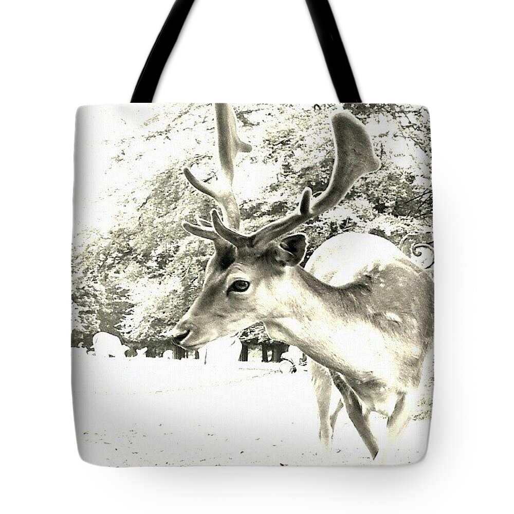 Deer Tote Bag featuring the photograph Looking At You by Abbie Shores