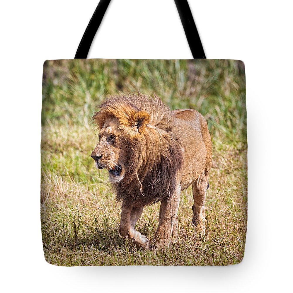 Lion Tote Bag featuring the photograph Looking for a Partner by Perla Copernik