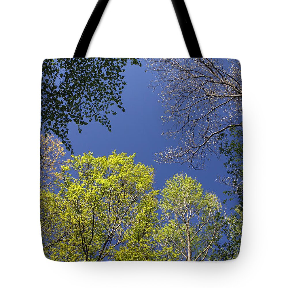 Tree Tote Bag featuring the photograph Looking Up In Spring by Daniel Reed