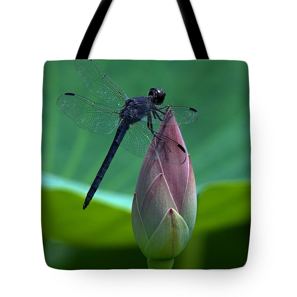 Nature Tote Bag featuring the photograph Lotus Bud and Slatey Skimmer Dragonfly DL072 by Gerry Gantt