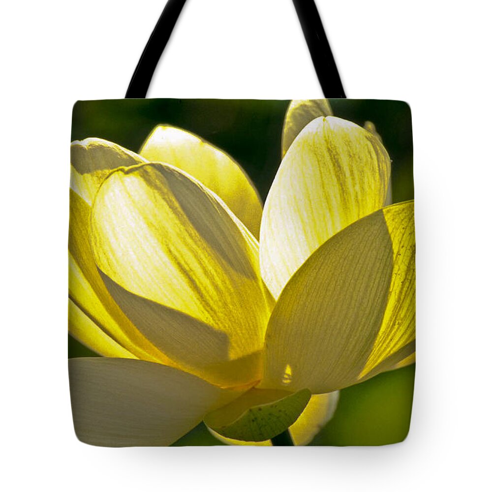 Lotus Tote Bag featuring the photograph Lotus Flower by Heiko Koehrer-Wagner