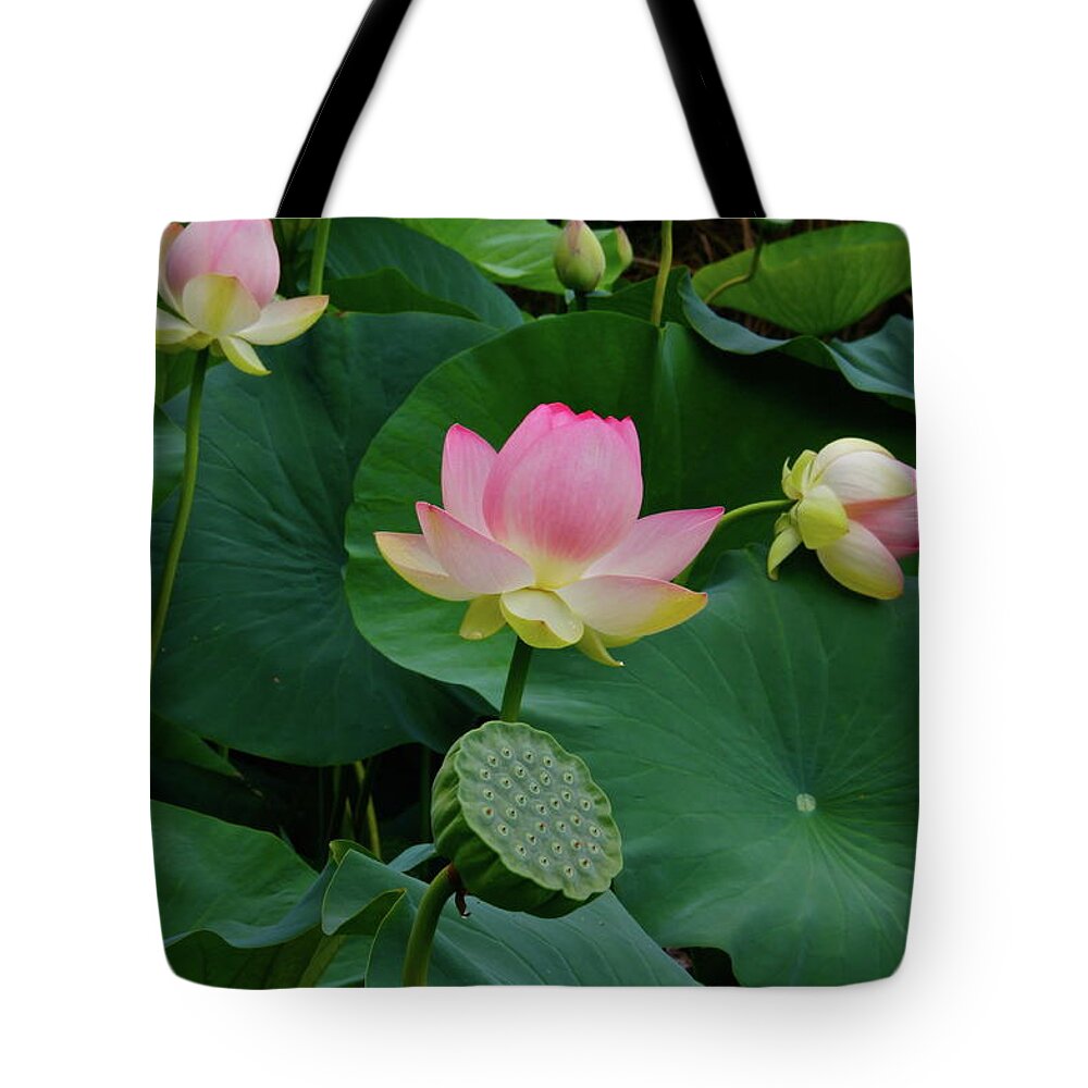 Lotus Tote Bag featuring the photograph Lotus Pond View A by Byron Varvarigos