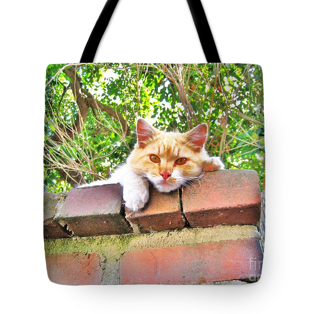 Cats Tote Bag featuring the photograph Lounge Act Cat by John King I I I
