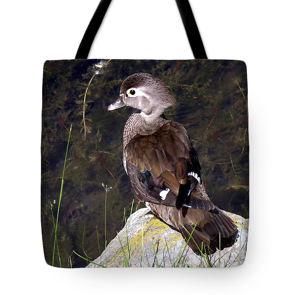 Bird On Rock Tote Bag featuring the photograph Lovely To Look At by Burney Lieberman