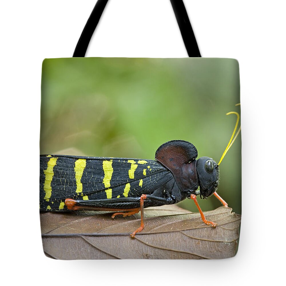 00298500 Tote Bag featuring the photograph Lubber Grasshopper Guyana by Piotr Naskrecki