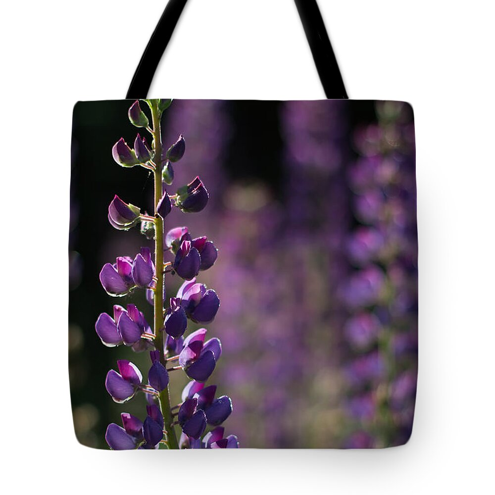 Canada Tote Bag featuring the photograph Lupines by Jakub Sisak
