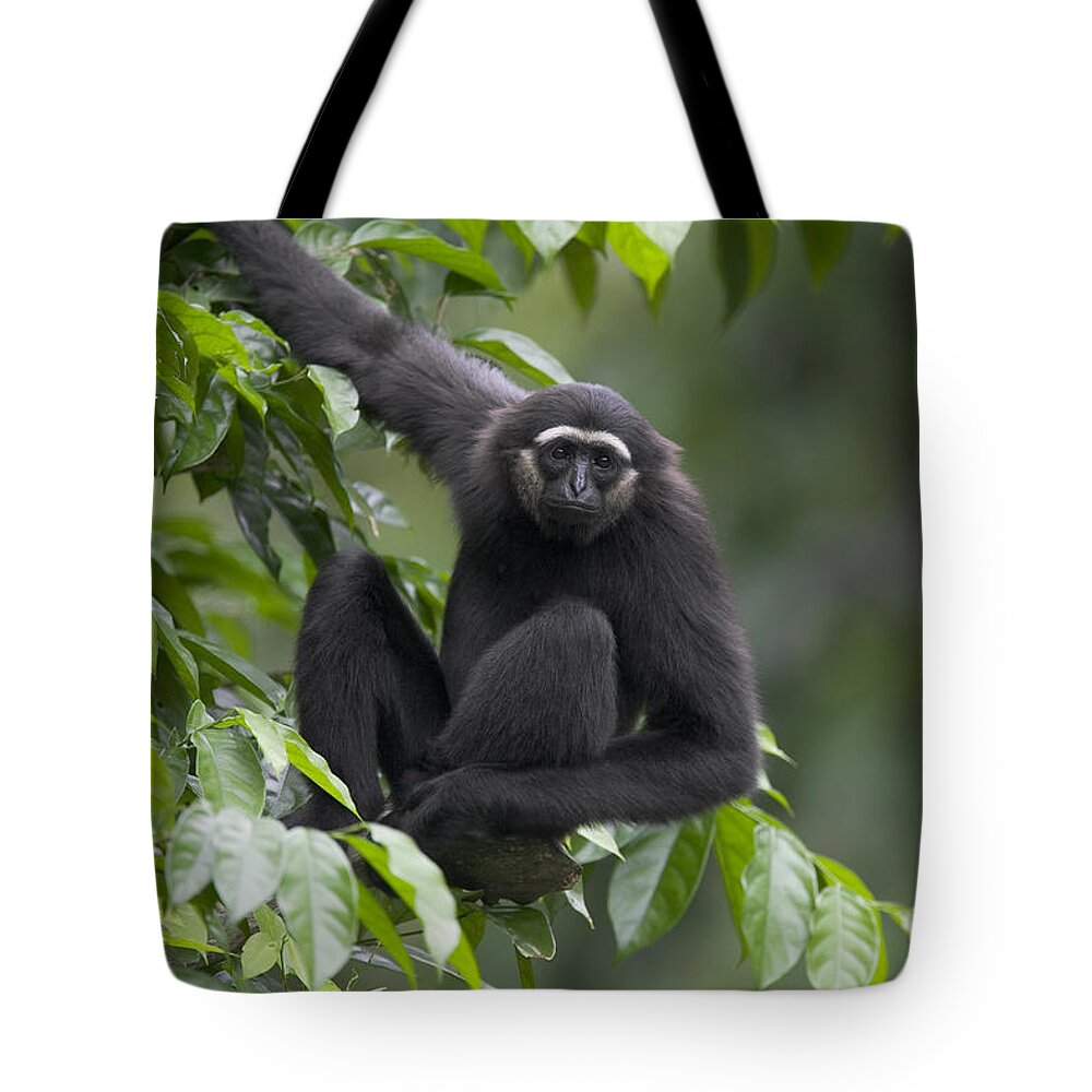 Mp Tote Bag featuring the photograph Mllers Bornean Gibbon Hylobates by Cyril Ruoso