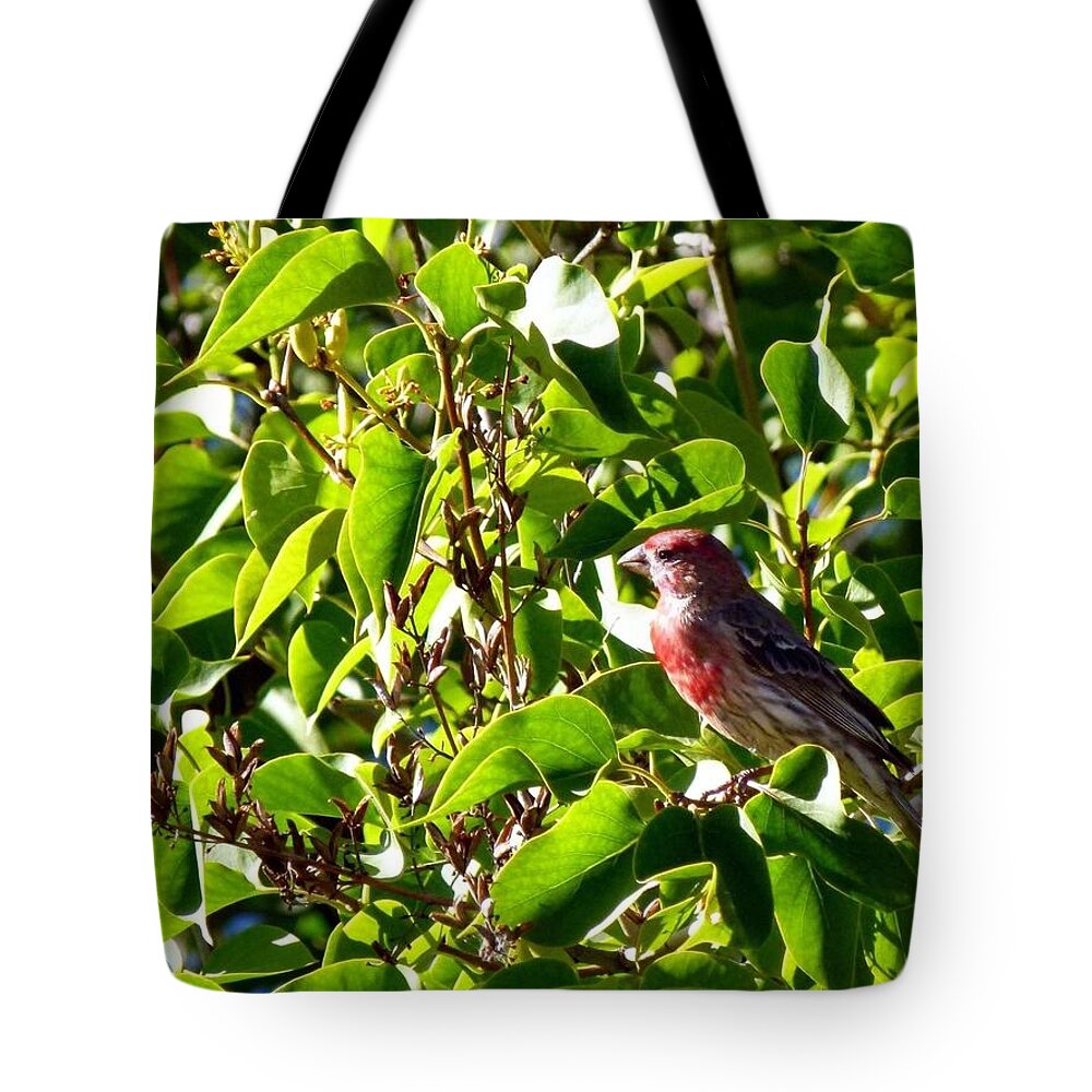 Male House Finch Tote Bag featuring the photograph Male House Finch by Will Borden