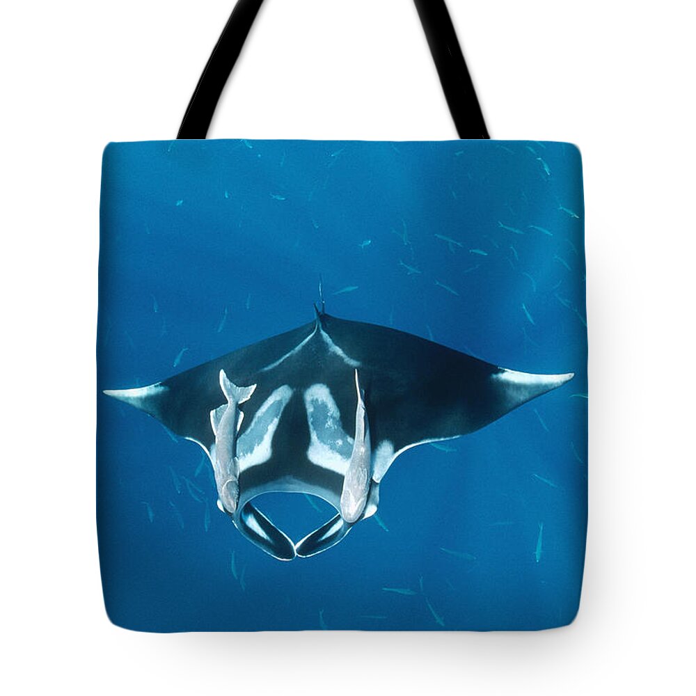 00106456 Tote Bag featuring the photograph Manta Ray With Remoras Over Hallcion by Flip Nicklin