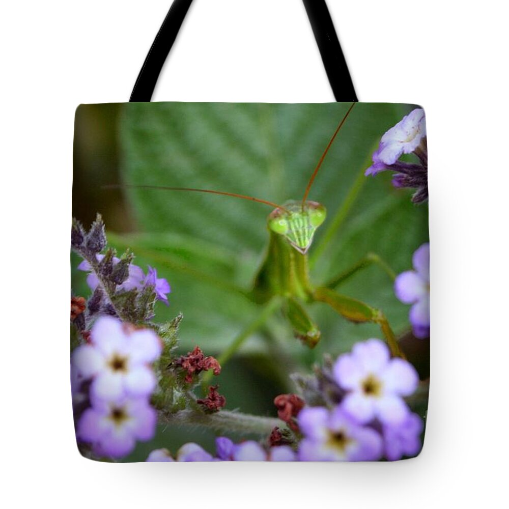 Praying Mantis Tote Bag featuring the photograph Mantis by Heather Applegate