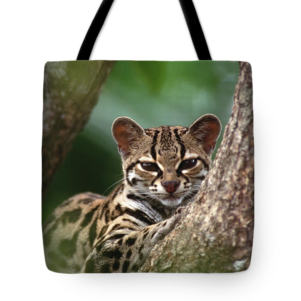 Mp Tote Bag featuring the photograph Margay Leopardus Wiedii Orphaned Wild by Gerry Ellis