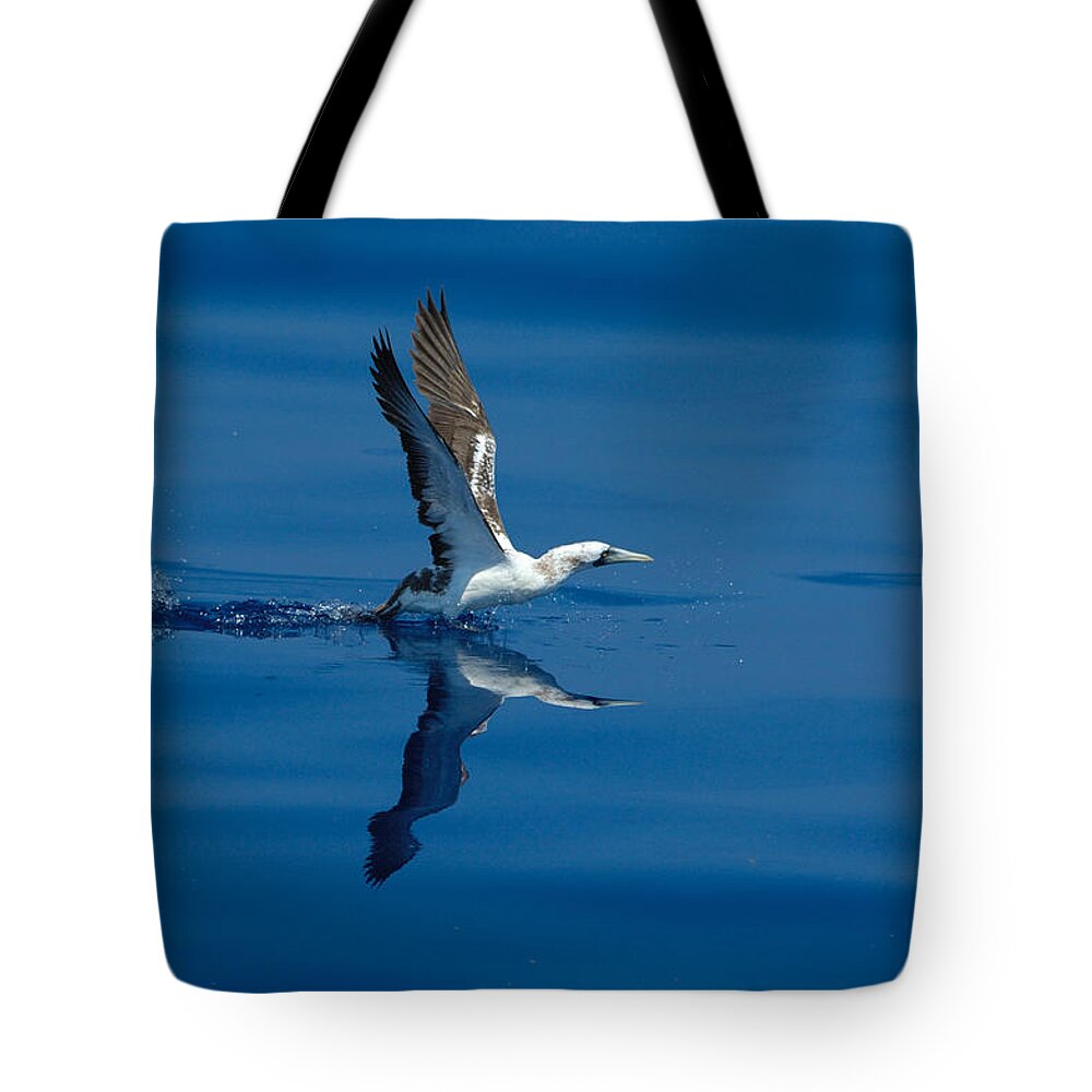 Masked Booby Tote Bag featuring the photograph Masked Booby by Bradford Martin