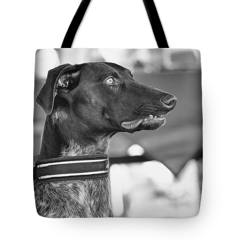 Dog Tote Bag featuring the photograph Mesmerized by Eunice Gibb
