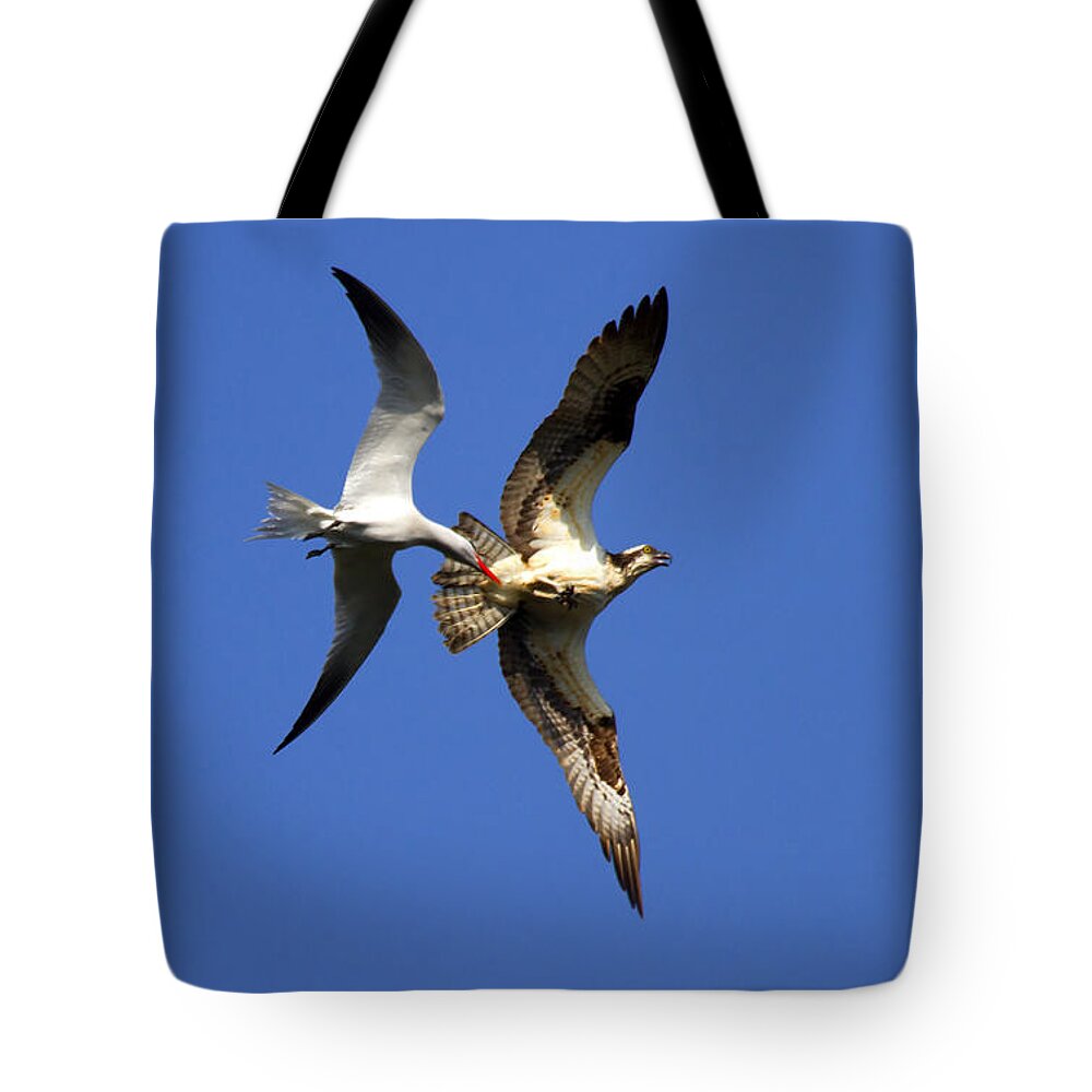 Caspian Tern Tote Bags