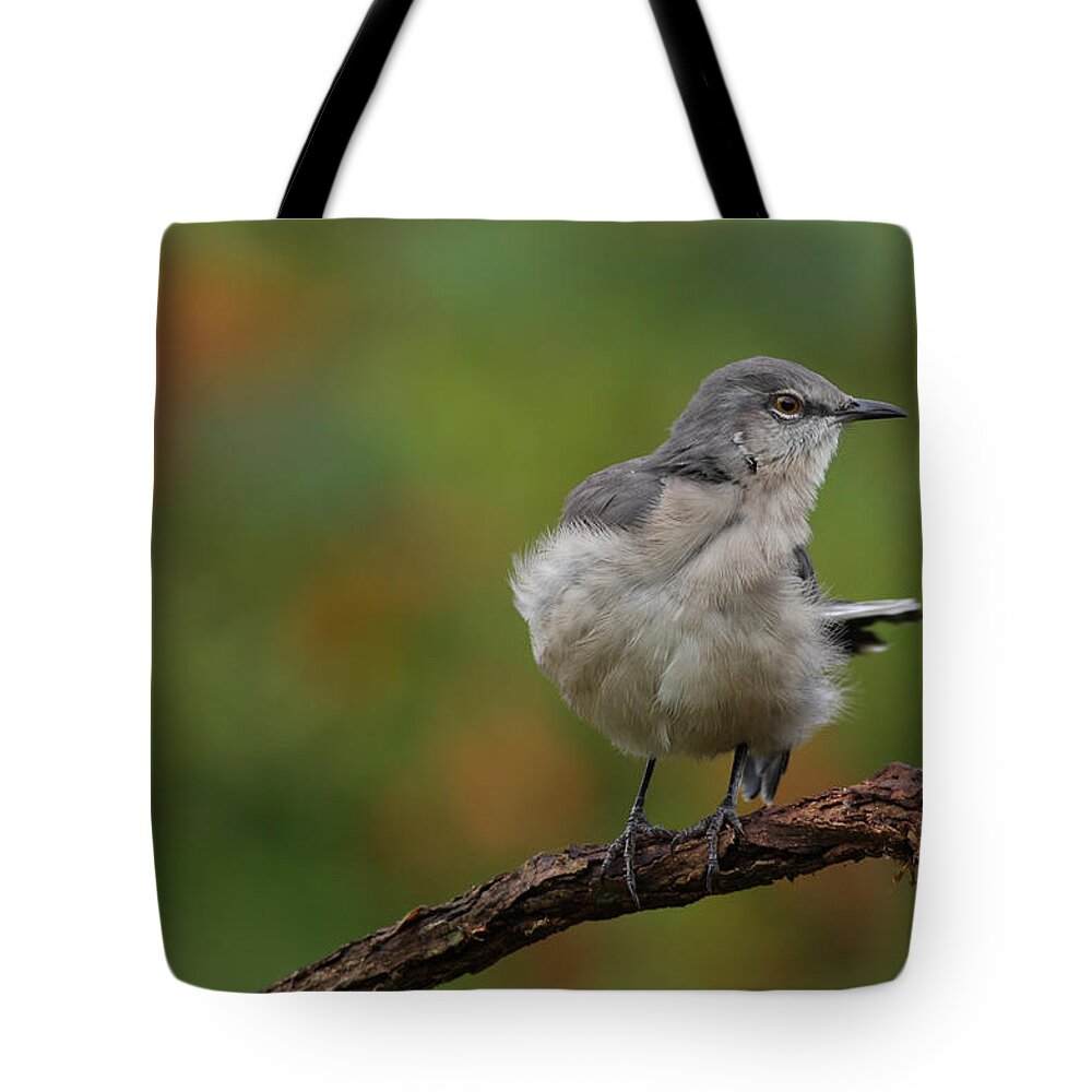 Mocking Bird Tote Bag featuring the photograph Mocking Bird Perched In The Wind by Daniel Reed