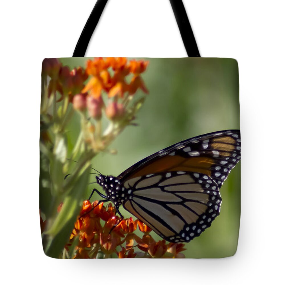 Monarch Tote Bag featuring the photograph Monarch Butterfly On Red Flower by Sven Brogren