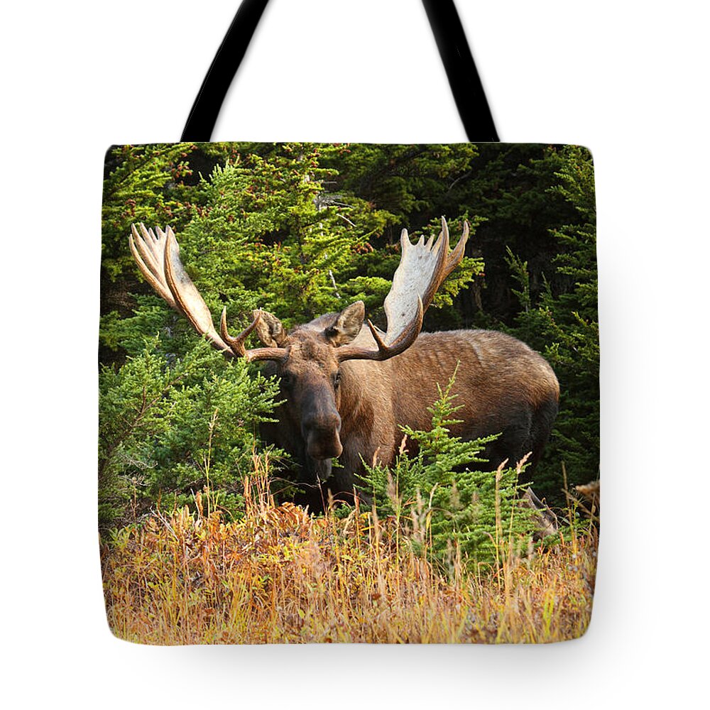 Alaska Tote Bag featuring the photograph Monster In The Hemlocks by Doug Lloyd