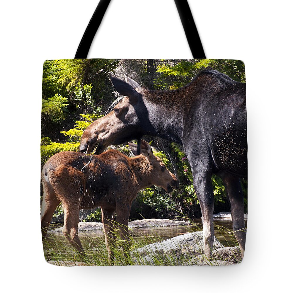 Moose Tote Bag featuring the photograph Moose Brunch by Glenn Gordon