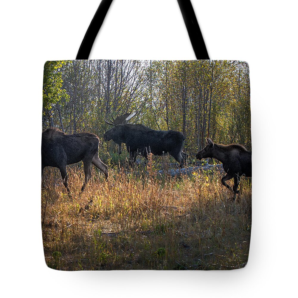 2012 Tote Bag featuring the photograph Moose Family by Ronald Lutz