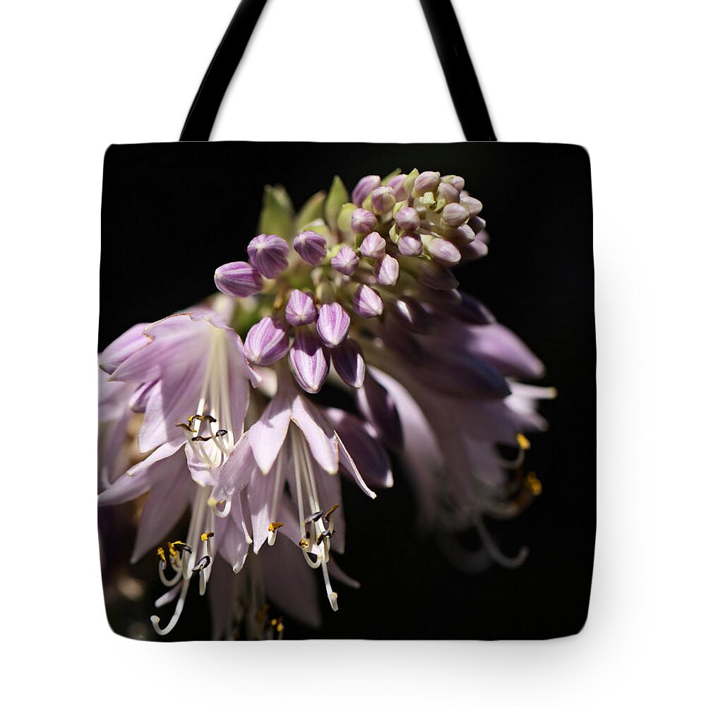 Light Tote Bag featuring the photograph Morning Light by Katherine White