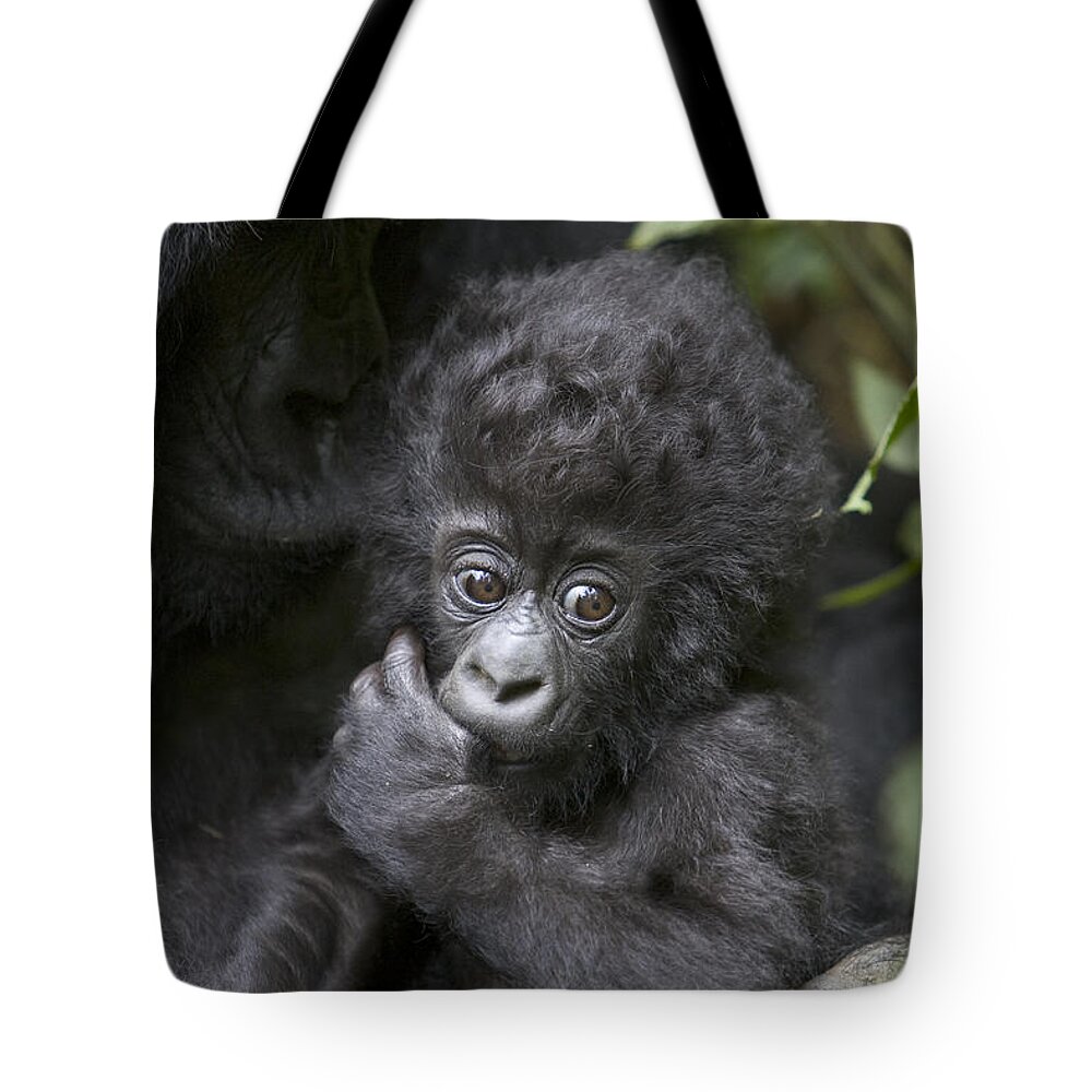 00761216 Tote Bag featuring the photograph Mountain Gorilla 3 Month Old Infant by Suzi Eszterhas