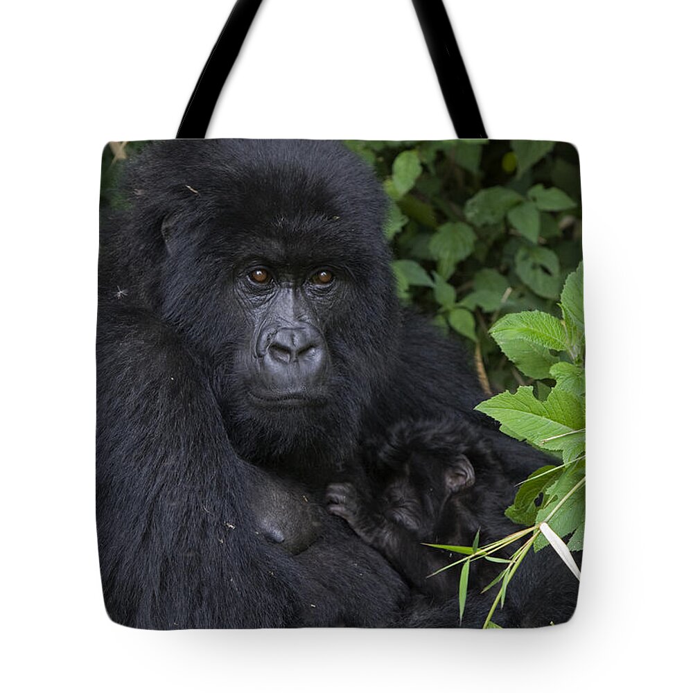 00427965 Tote Bag featuring the photograph Mountain Gorilla Mother And Infant Parc by Suzi Eszterhas