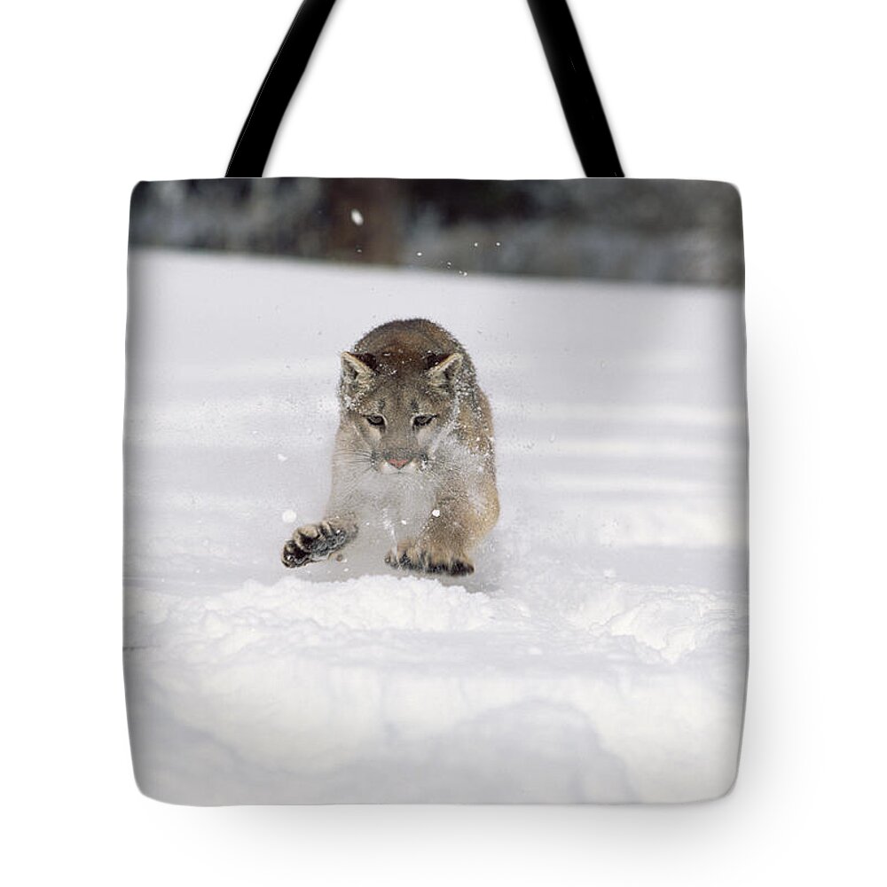 Mp Tote Bag featuring the photograph Mountain Lion Puma Concolor Running by Konrad Wothe