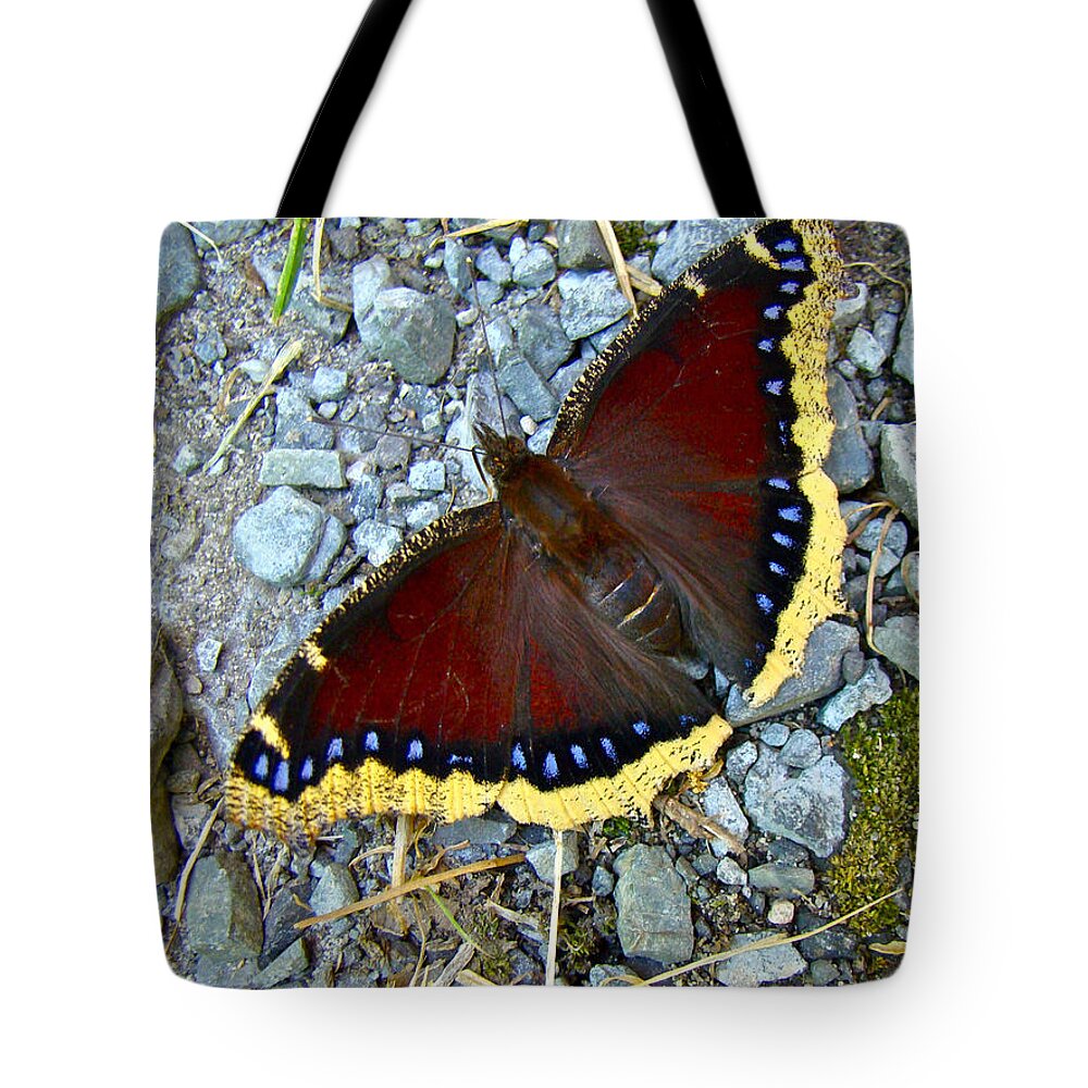 Mourning Cloak Tote Bag featuring the photograph Mourning Cloak Butterfly - Nymphalis antiopa by Carol Senske