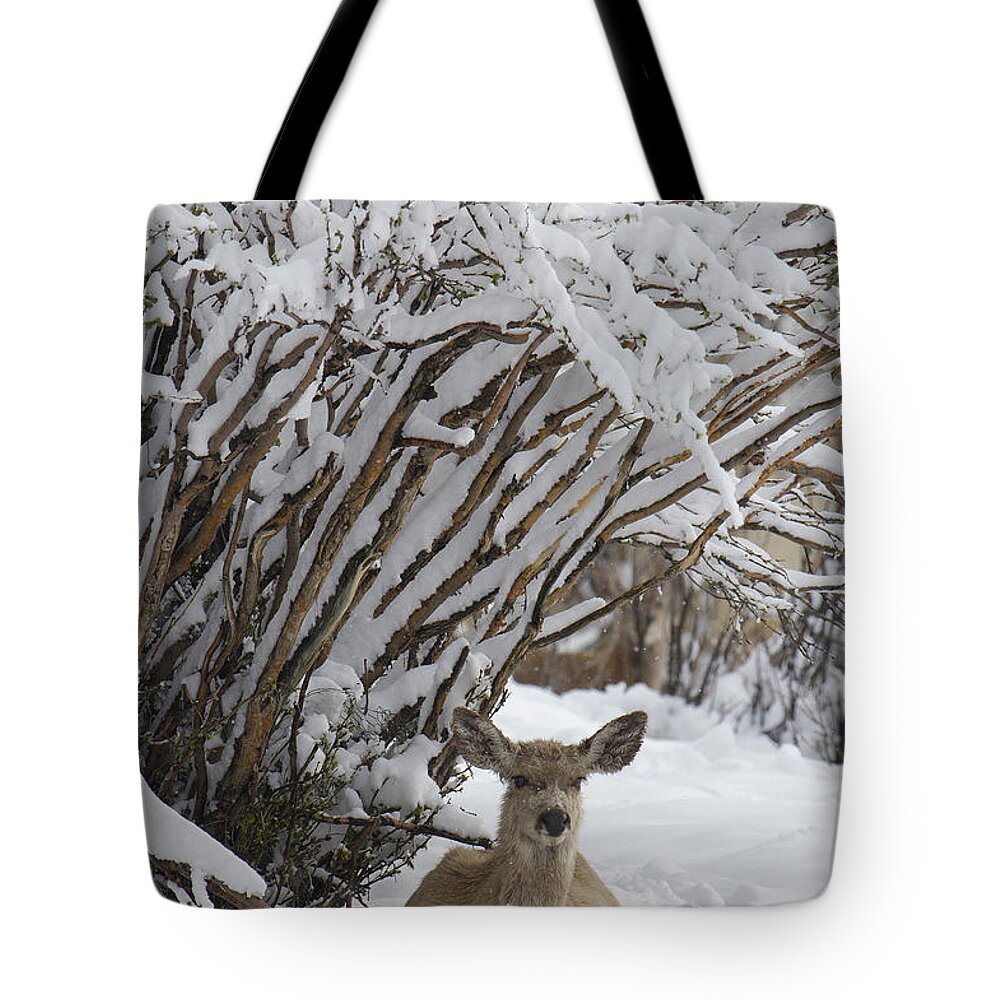Mp Tote Bag featuring the photograph Mule Deer Odocoileus Hemionus Resting by Pete Oxford