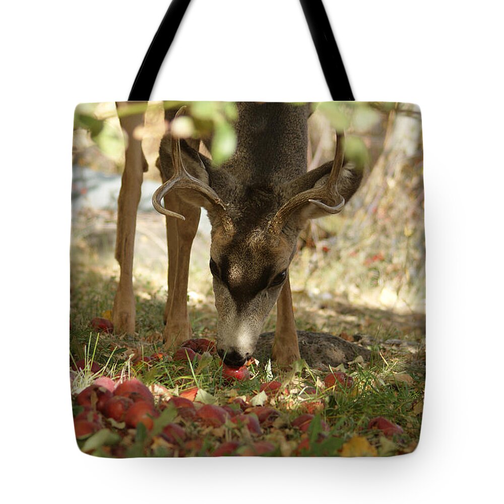 Deer Tote Bag featuring the photograph Mulie Buck 4 by Ernest Echols