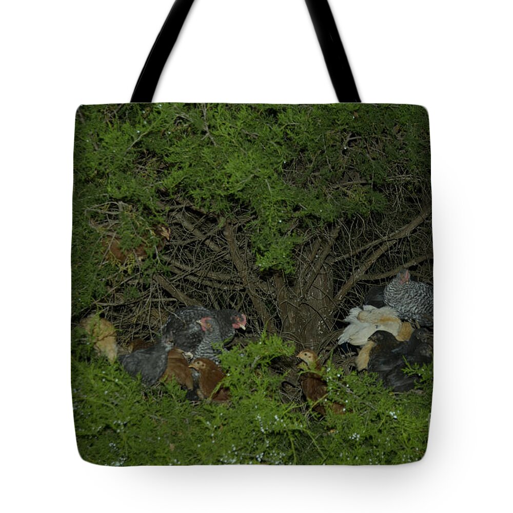 Chicken Tote Bag featuring the photograph That Poor Cedar Tree by Donna Brown