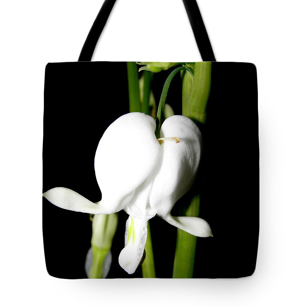 Bleeding Heart Tote Bag featuring the photograph My White Heart Bleeds by Kim Galluzzo