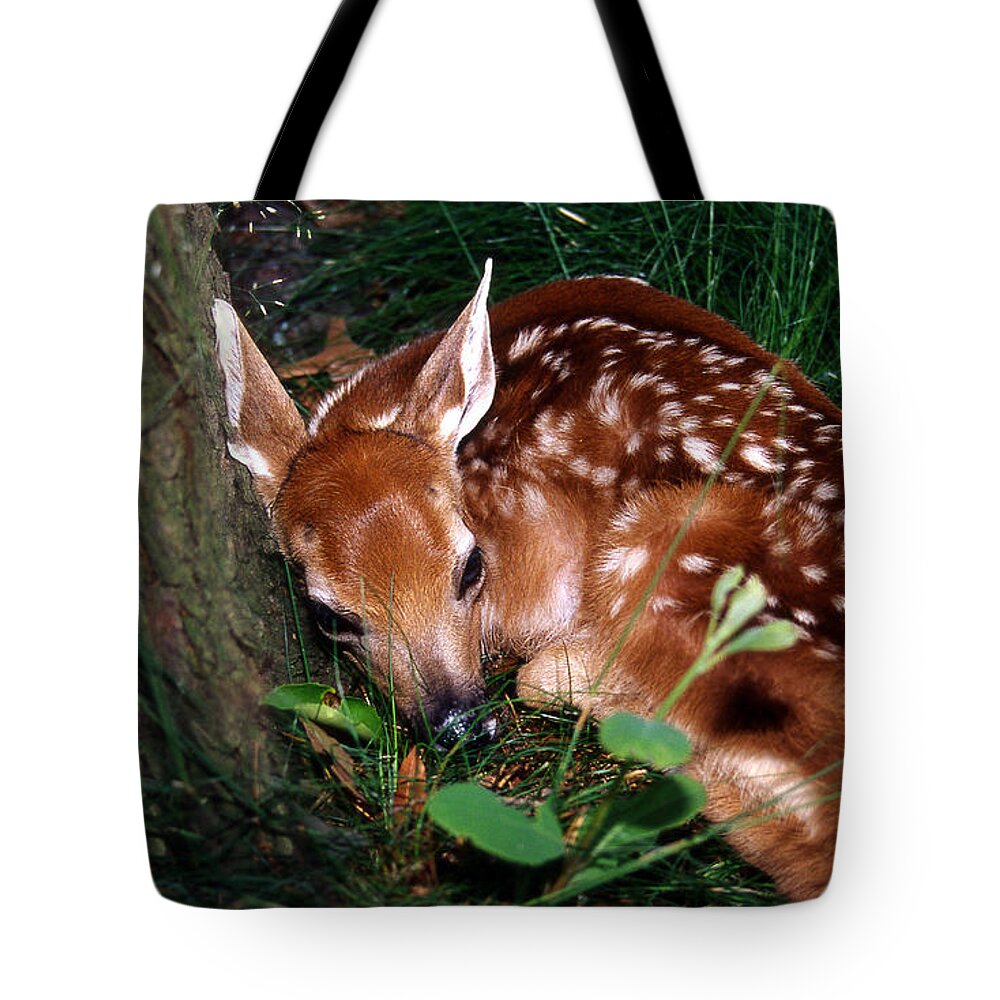 Deer Tote Bag featuring the photograph Nature's Precious Creation by Skip Willits
