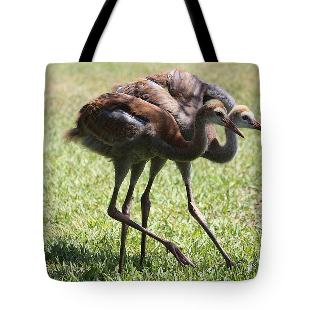 Sandhill Cranes Tote Bag featuring the photograph Neck and Neck by Carol Groenen