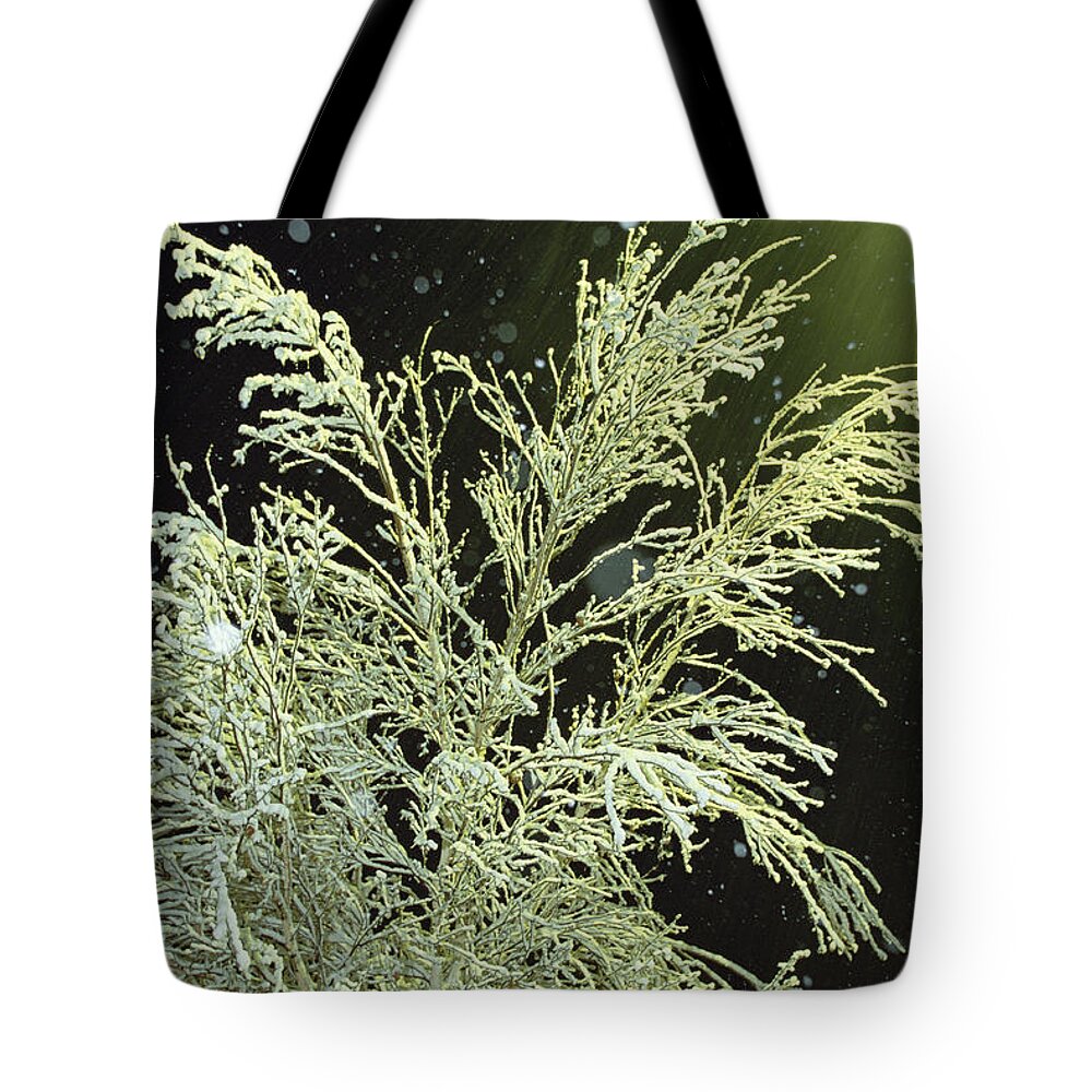 Mp Tote Bag featuring the photograph New Falling Snow At Night, Germany by Konrad Wothe
