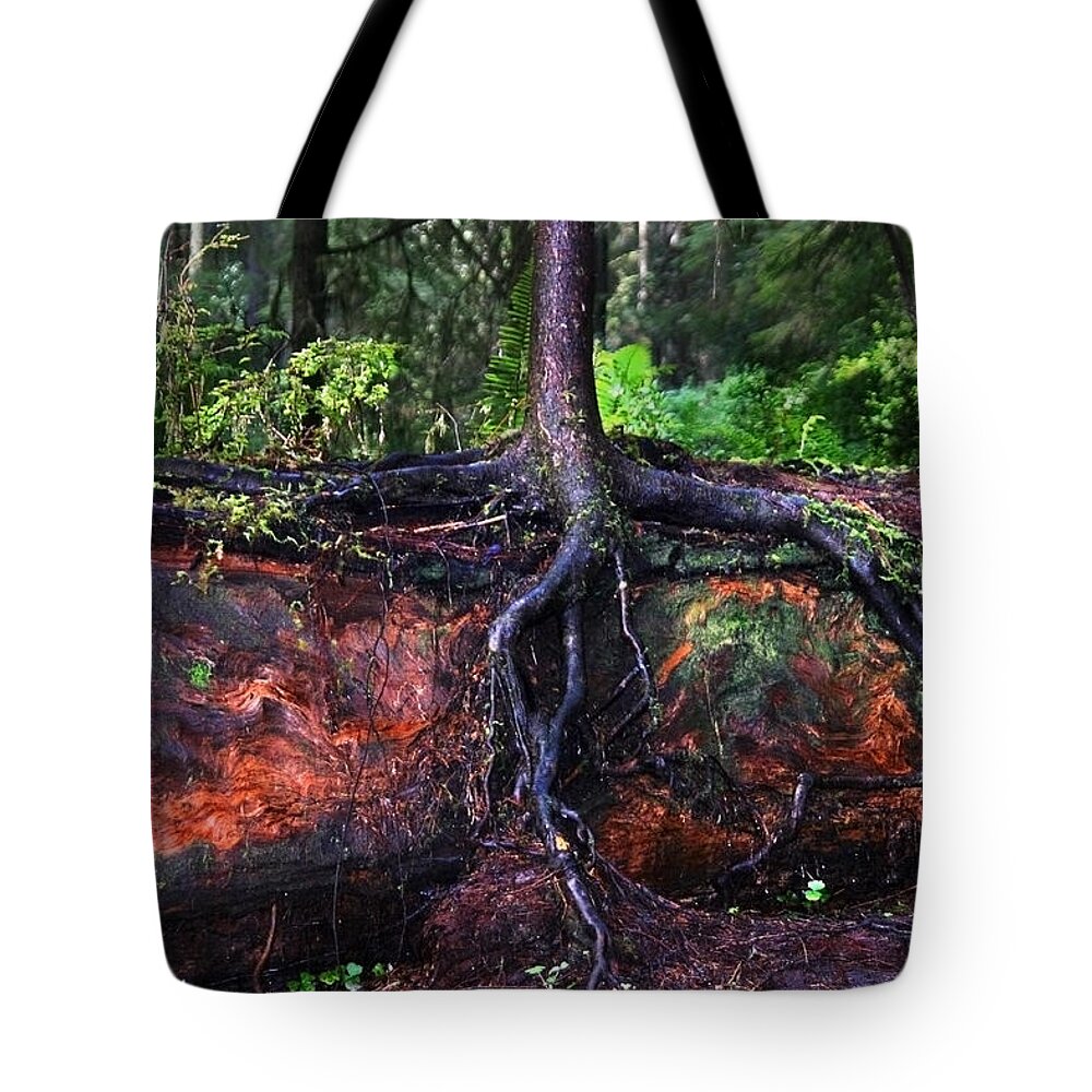Redwood Tote Bag featuring the photograph Next Generation by Anthony Jones