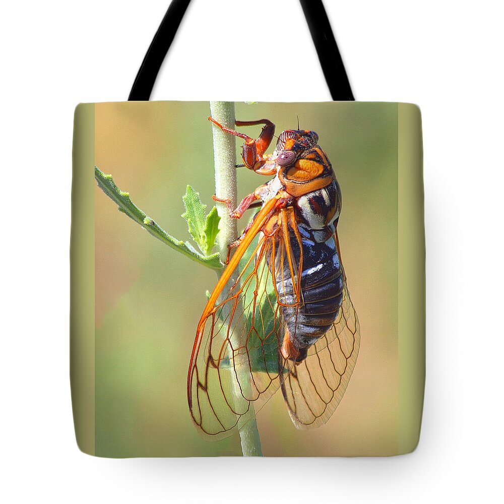 Cicada Tote Bag featuring the photograph Noisy Cicada by Shane Bechler
