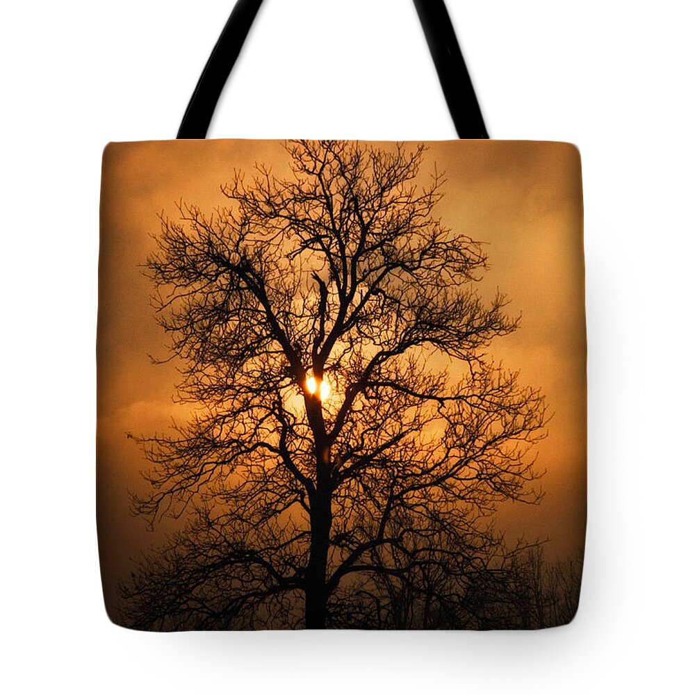 Art Tote Bag featuring the photograph Oak Tree Sunburst by Michael Dougherty
