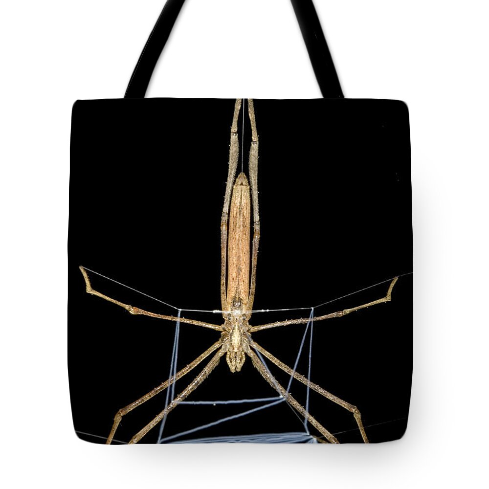 00298203 Tote Bag featuring the photograph Ogrefaced Spider Costa Rica by Piotr Naskrecki