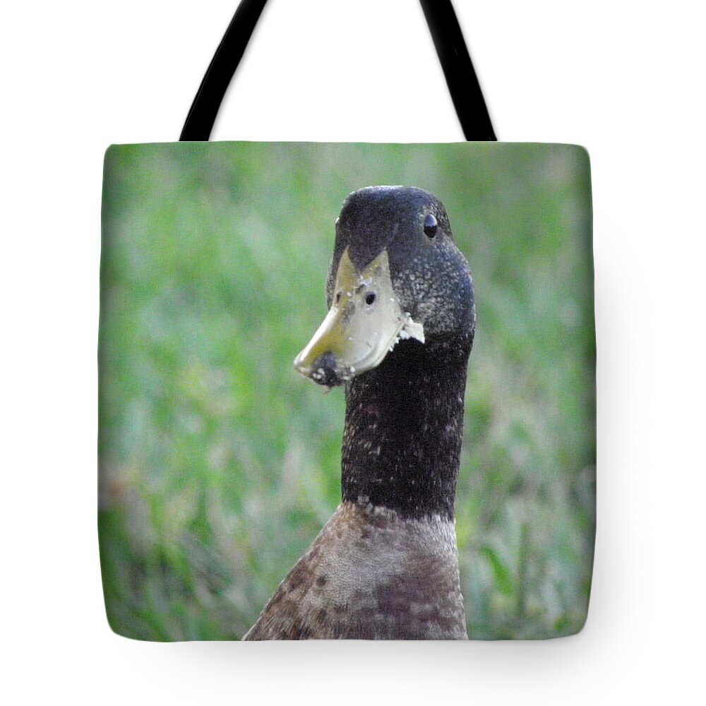 Duck Tote Bag featuring the photograph Oh no by Kim Galluzzo