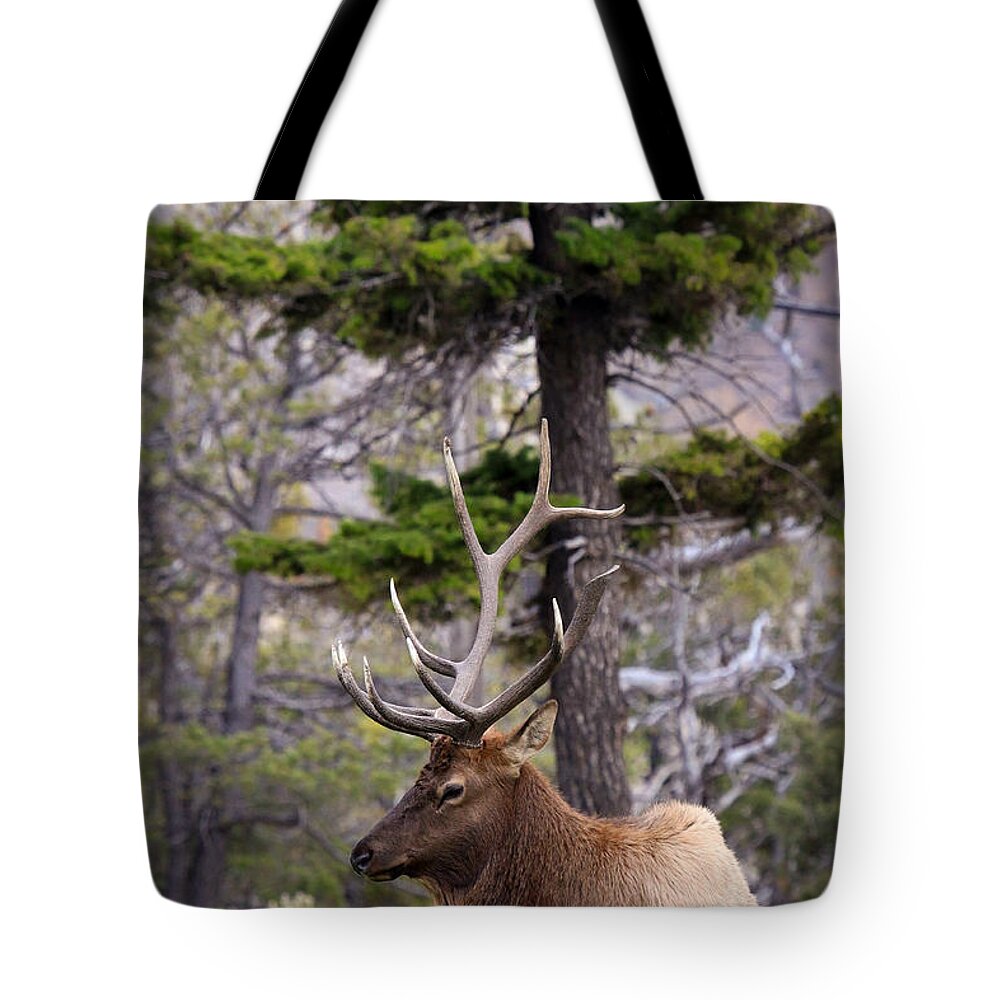 Bull Elk Tote Bag featuring the photograph On The Grass by Steve McKinzie