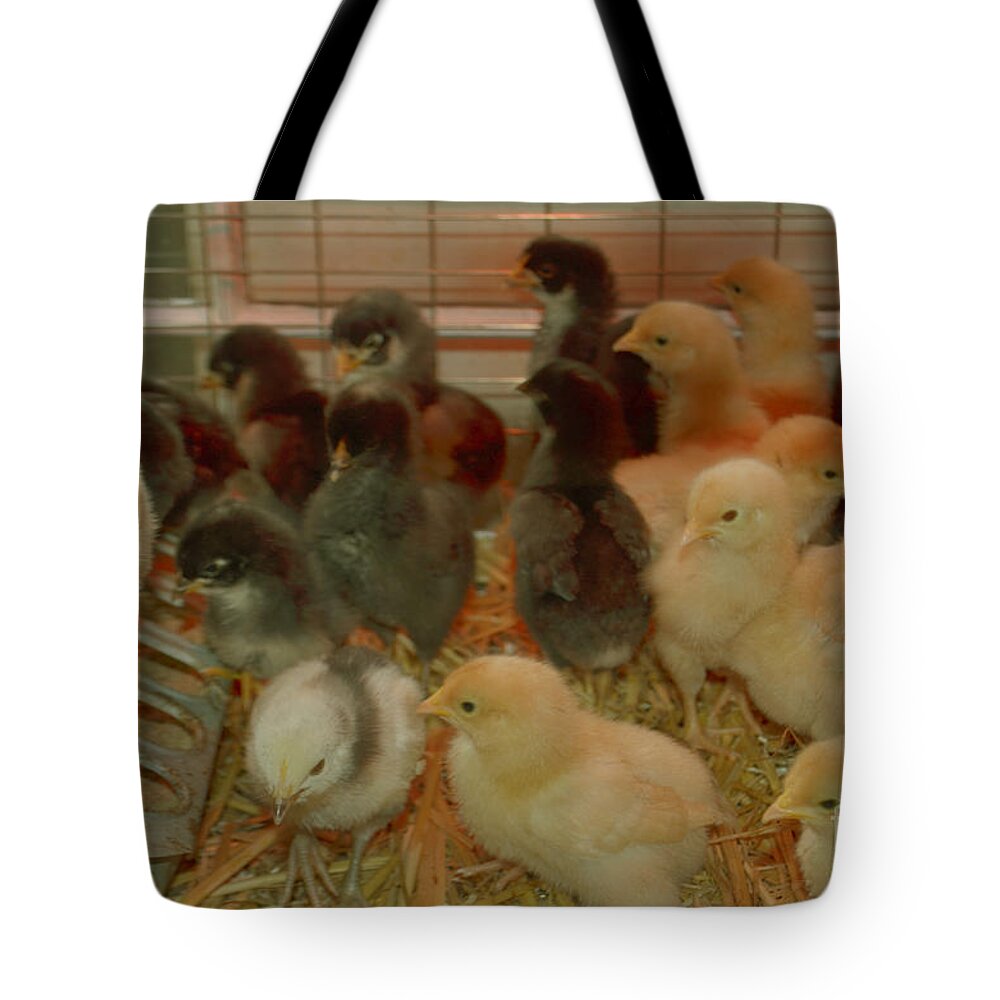  Bird Tote Bag featuring the photograph One Week Old by Donna Brown