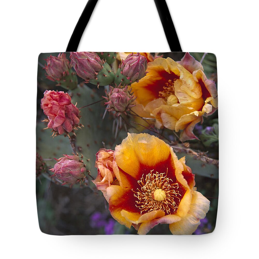 Mp Tote Bag featuring the photograph Opuntia Opuntia Sp In Bloom, North by Tim Fitzharris