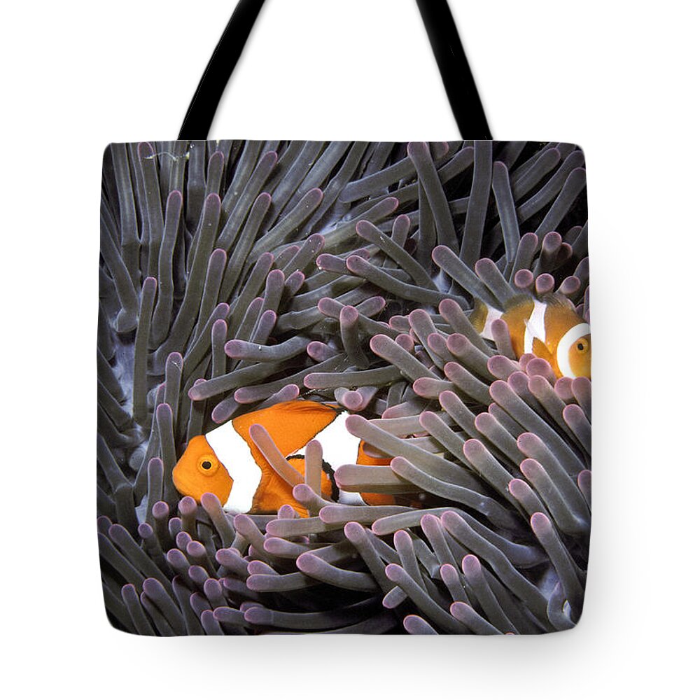 Anemone Fish Tote Bag featuring the photograph Orange Clownfish In An Anemone by Greg Dimijian