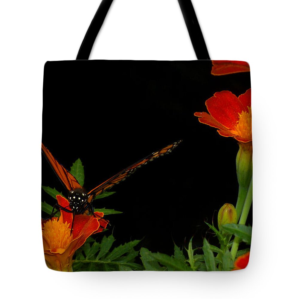Butterfly Tote Bag featuring the photograph Orange on Orange by Lydia Holly