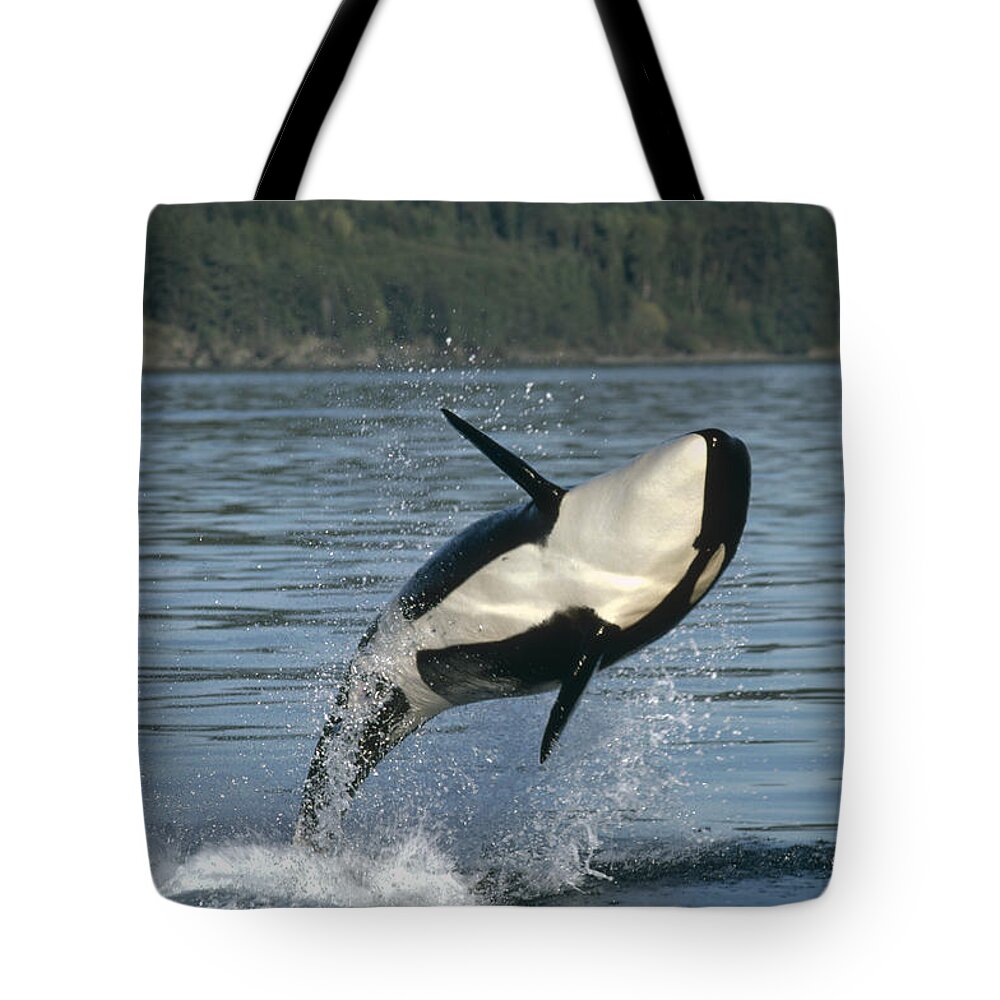 Mp Tote Bag featuring the photograph Orca Orcinus Orca Breaching by Gerry Ellis