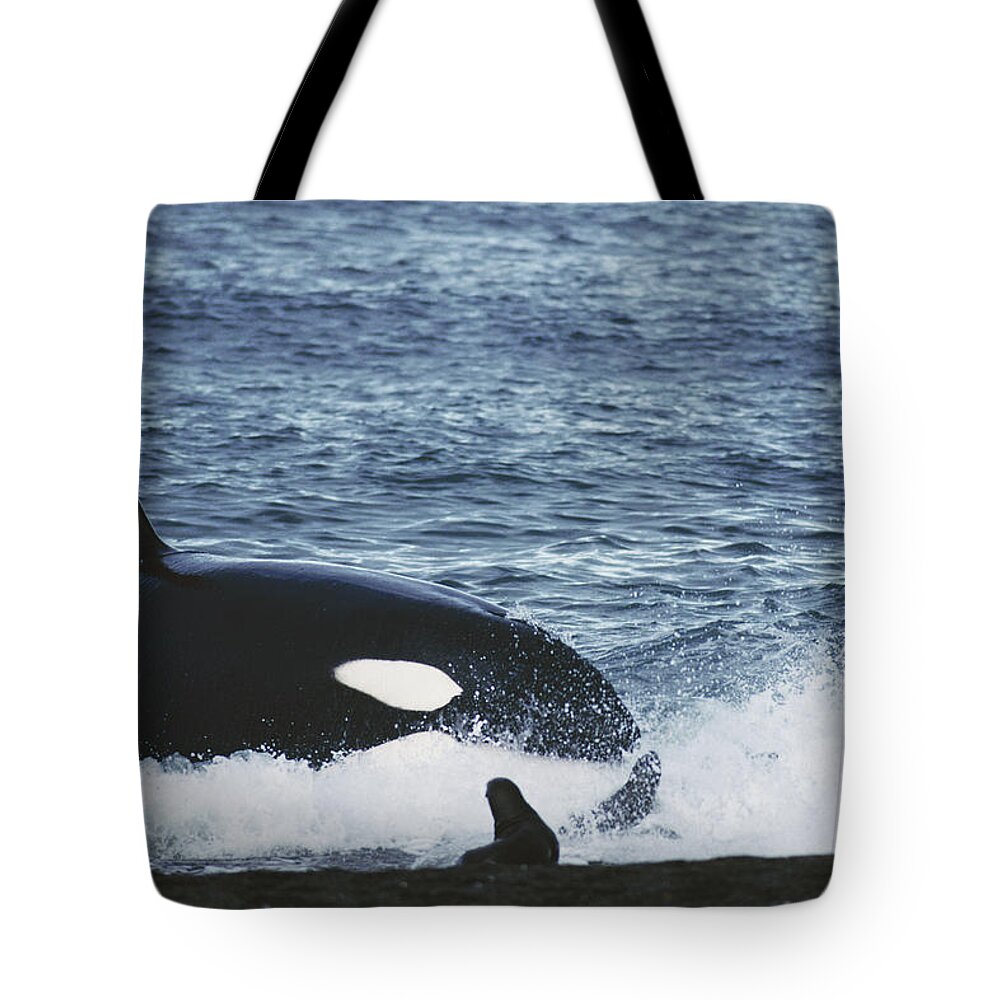Mp Tote Bag featuring the photograph Orca Orcinus Orca Hunting South by Hiroya Minakuchi