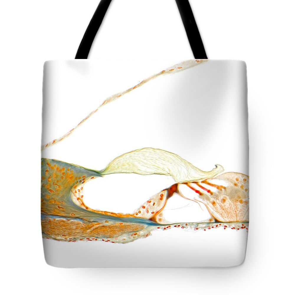 Histology Tote Bag featuring the photograph Organ Of Corti, Human by MI Walker