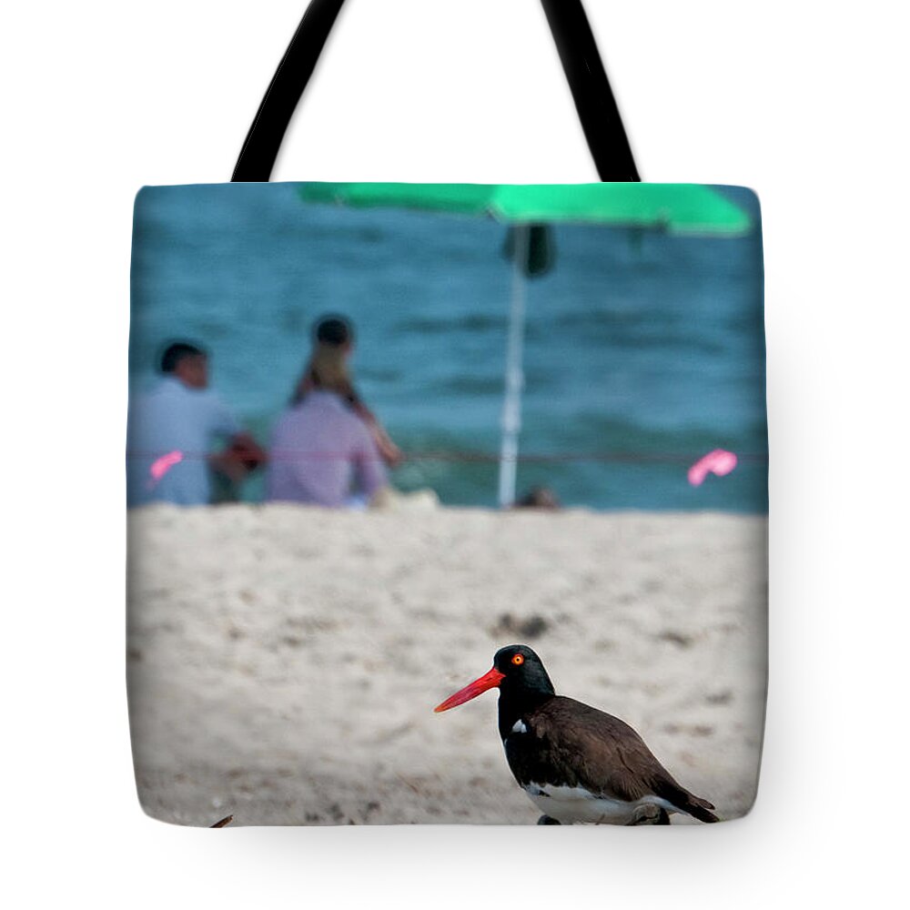Oyster Catcher Tote Bag featuring the photograph Parenting on a Beach by S Paul Sahm